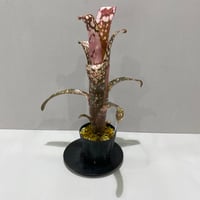 アグラオネマ メデューサ Aglaonema Medusa | BHMS GARDEN STORE