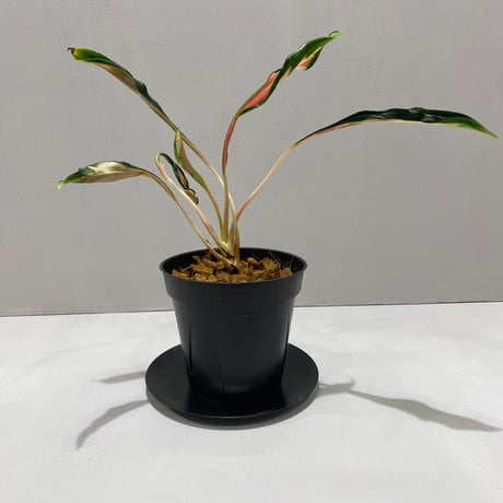 【タグ付き】アグラオネマ・アンドロメダ アグラオネマ KONG GREEN 珍しい熱帯植物｜THE | その他観葉植物