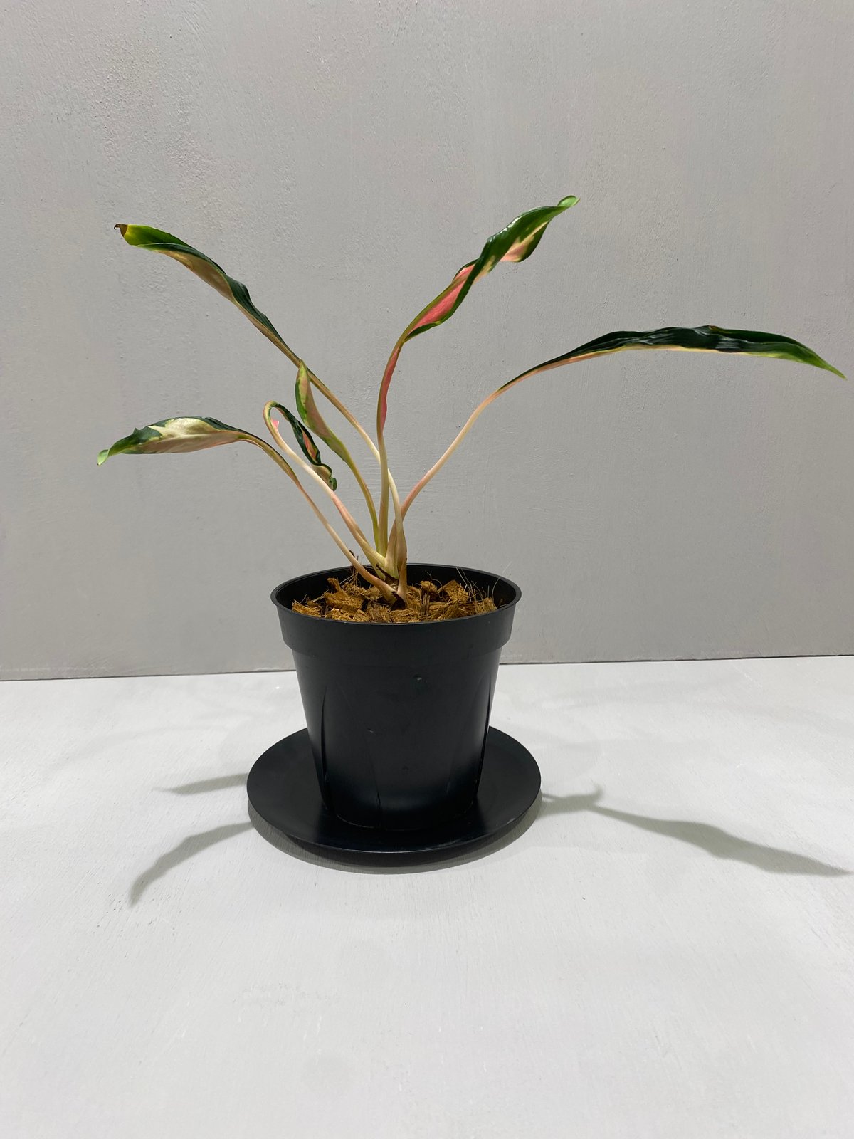 超希少✴︎アグラオネマ　メデューサ✴︎ アグラオネマ メデューサ Aglaonema Medusa | BHMS GARDEN STORE