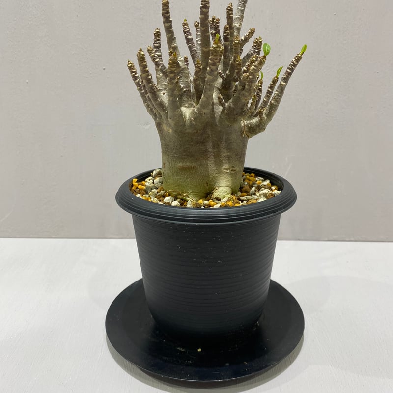 Adenium arabicum Black Skin/ アデニウム アラビカム ブラックスキ