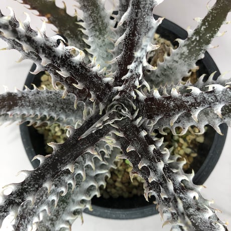 dyckia | STORES
