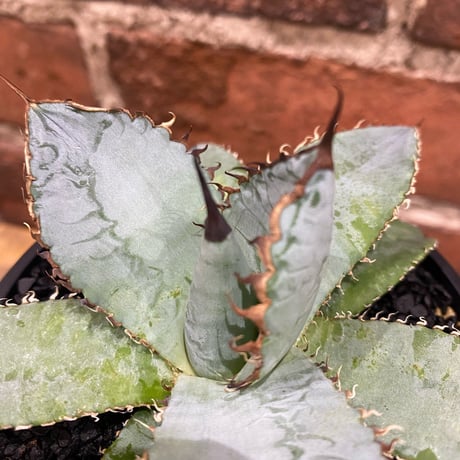 VALIEM×COOL CACTUS⁎ HABITAT限定ニ点セット バリエム