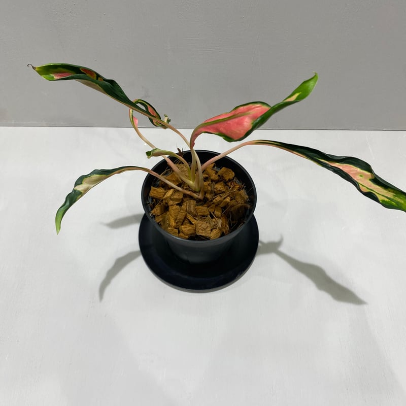 や*D様 Aglaonema 'Medusa' アグラオネマ メデューサ Aglaonema Medusa | BHMS GARDEN STORE