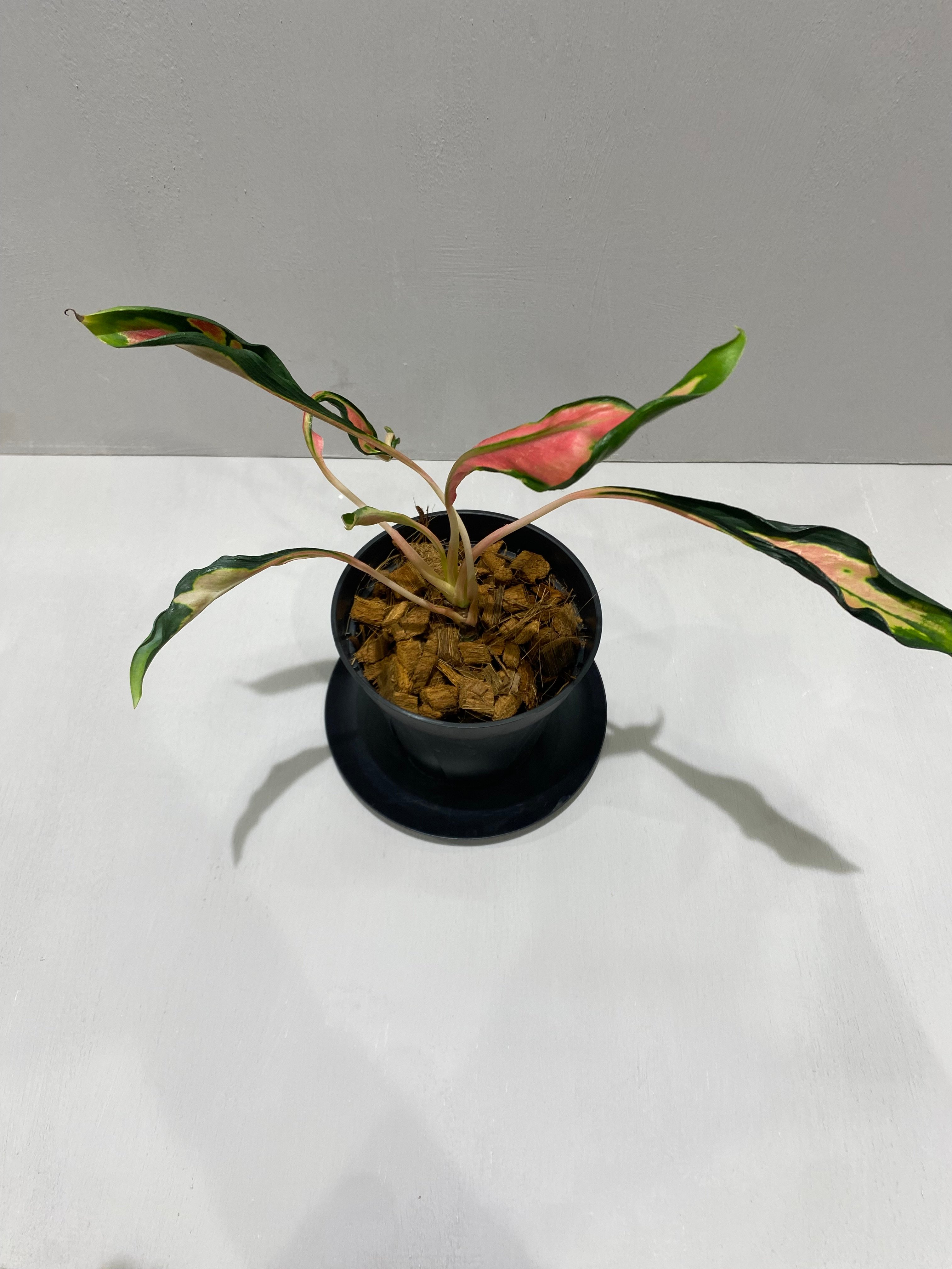 アグラオネマ メデューサ Aglaonema Medusa | BHMS GARDEN STORE