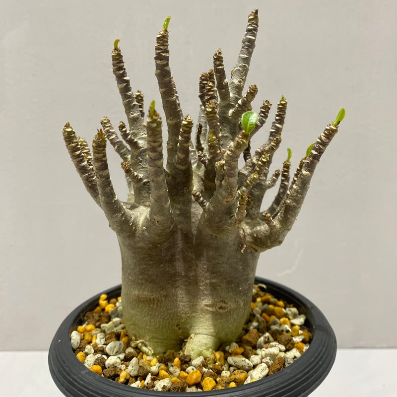 Adenium arabicum Black Skin/ アデニウム アラビカム ブラックスキ