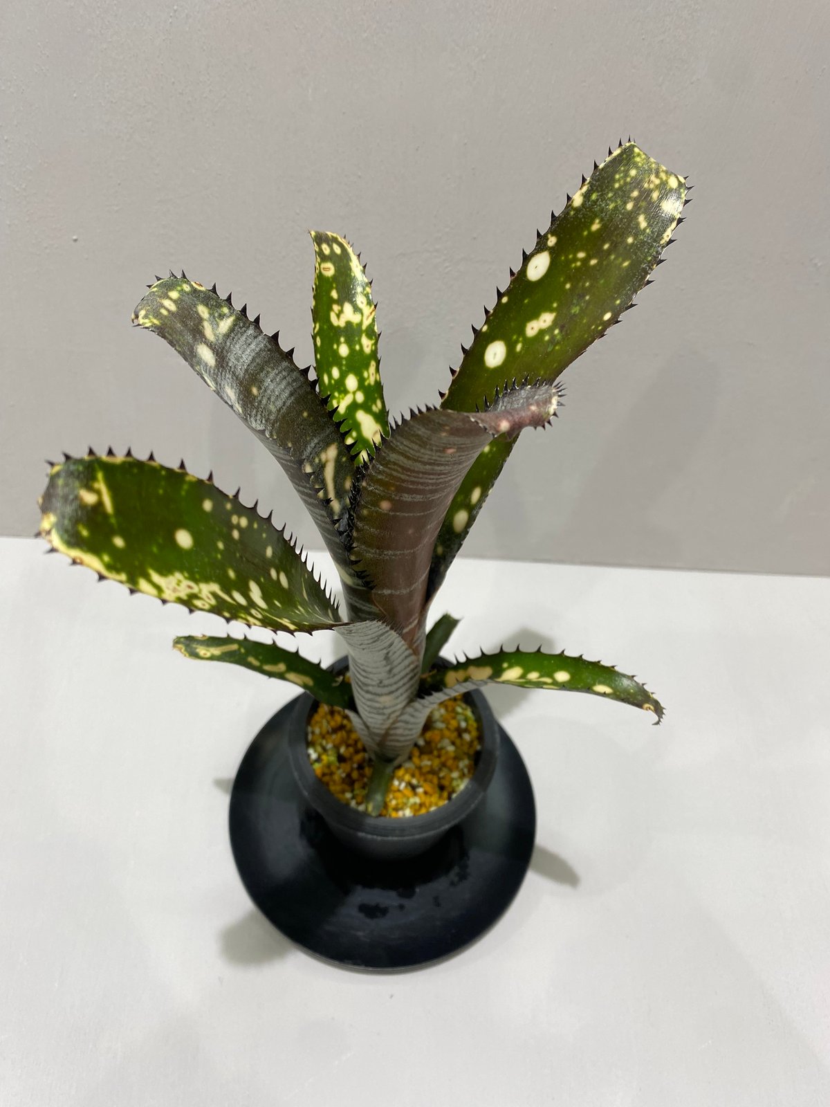 Billbergia Toneprai Ocelot /ビルベルギア トンプライ オセロット