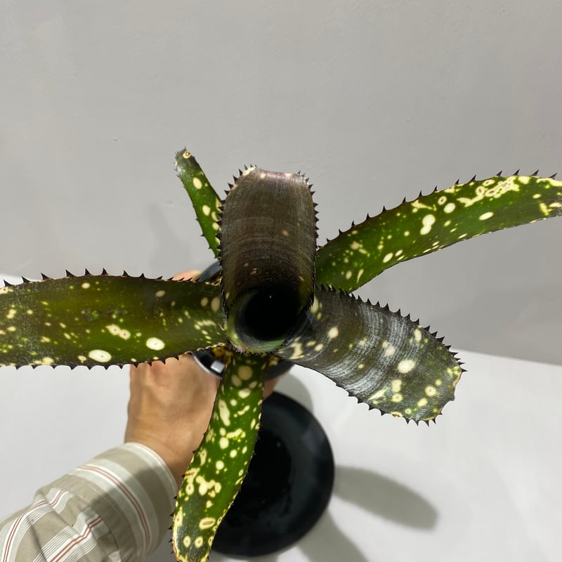 Billbergia Toneprai Ocelot /ビルベルギア トンプライ オセロット