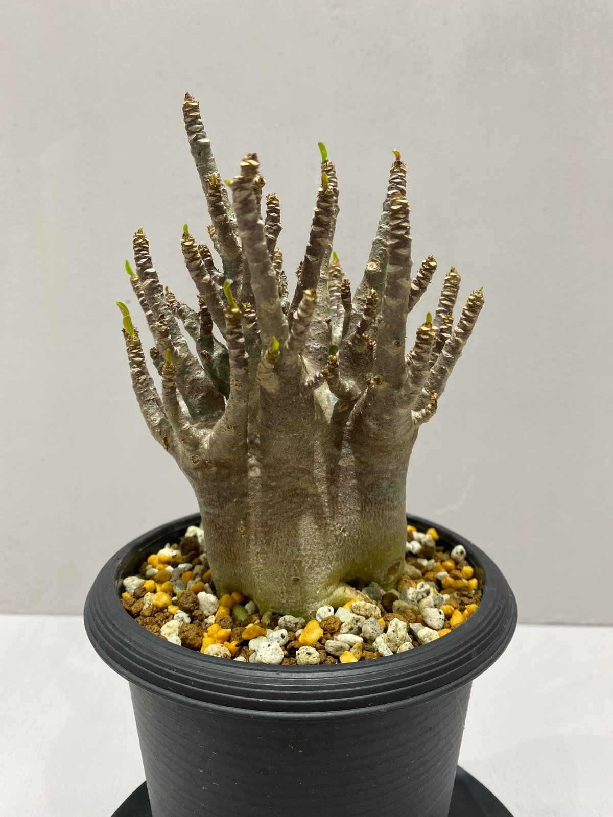 Adenium arabicum Black Skin/ アデニウム アラビカム ブラックスキ