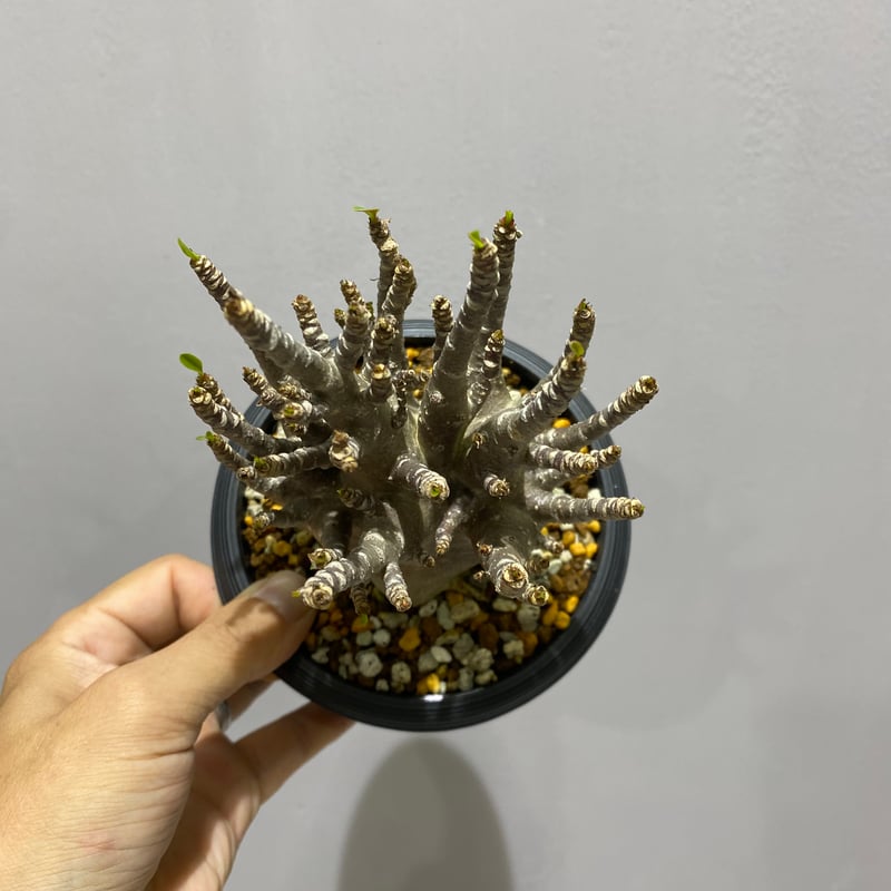 Adenium arabicum Black Skin/ アデニウム アラビカム ブラックスキ