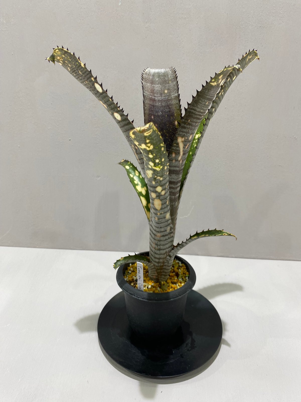 Billbergia Toneprai Ocelot /ビルベルギア トンプライ オセロット