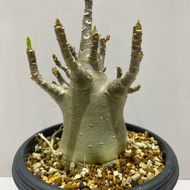 Adenium arabicum Black Skin /アデニウム アラビカム ブラックスキ