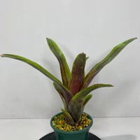 アグラオネマ メデューサ Aglaonema Medusa | BHMS GARDEN STORE