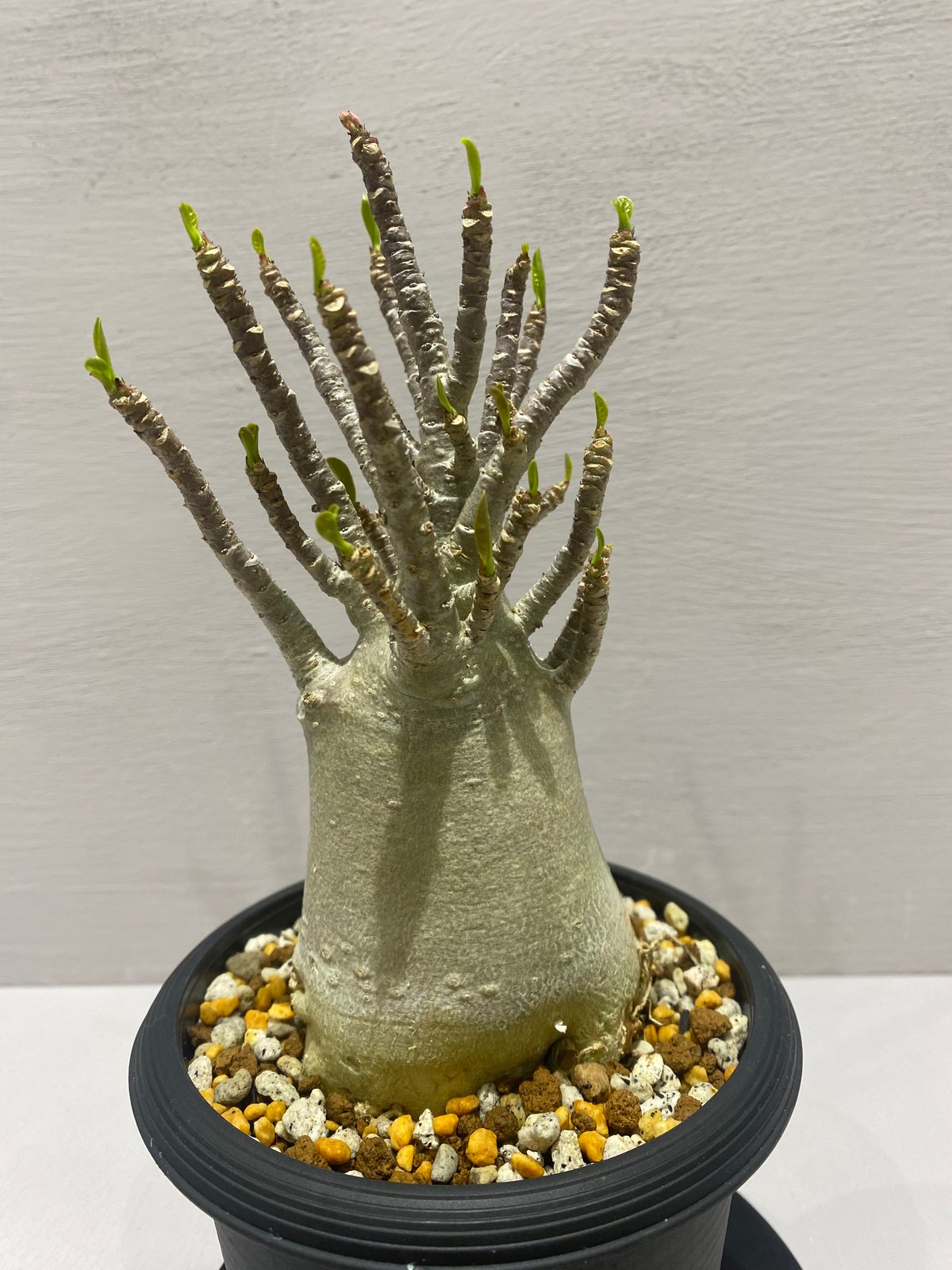 Adenium arabicum / アデニウム アラビカム | BHMS GARDEN STORE
