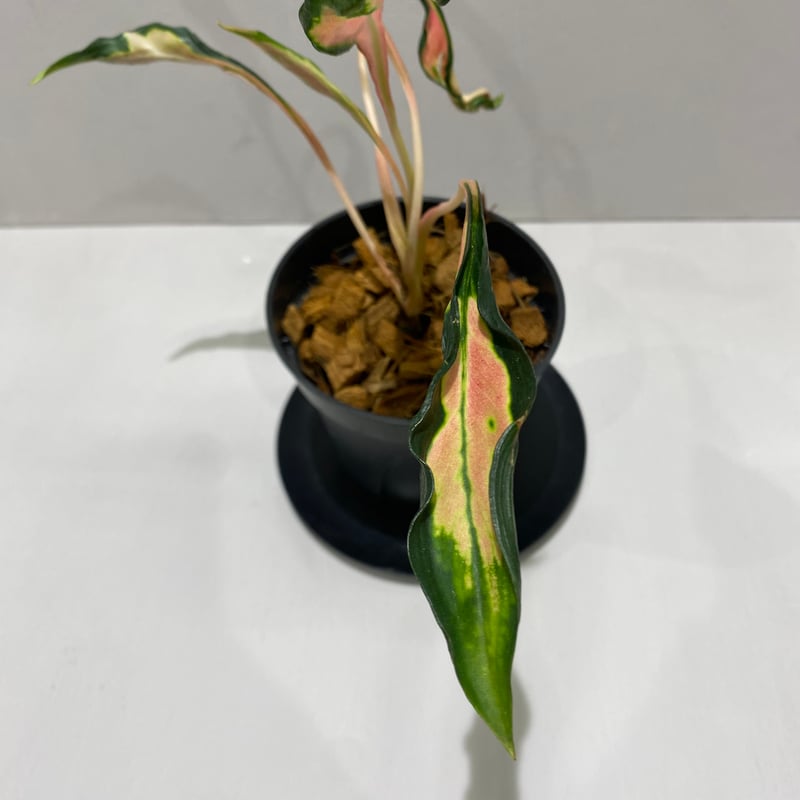 アグラオネマ メデューサ Aglaonema Medusa | BHMS GARDEN STORE