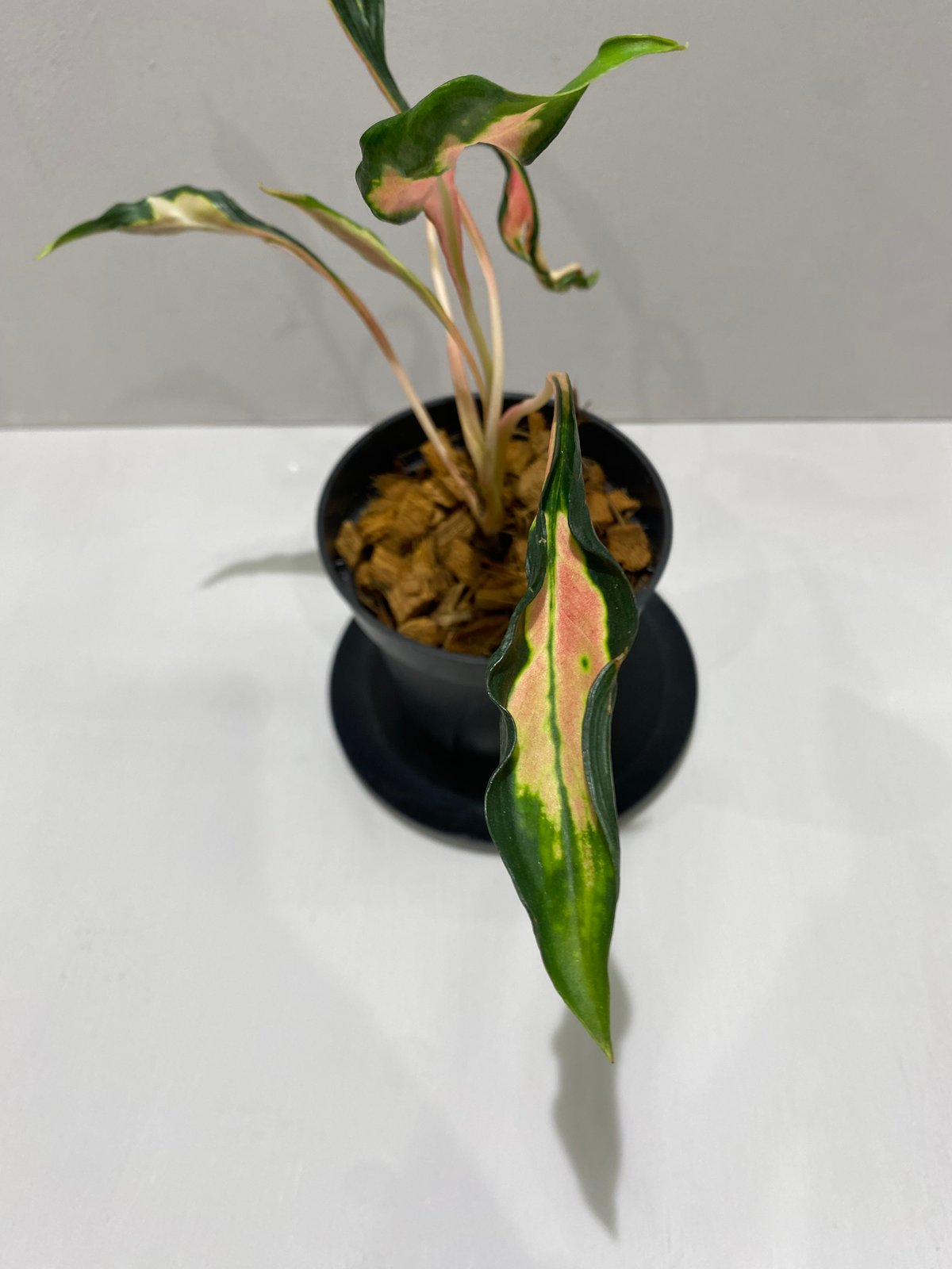アグラオネマ メデューサ Aglaonema Medusa | BHMS GARDEN STORE