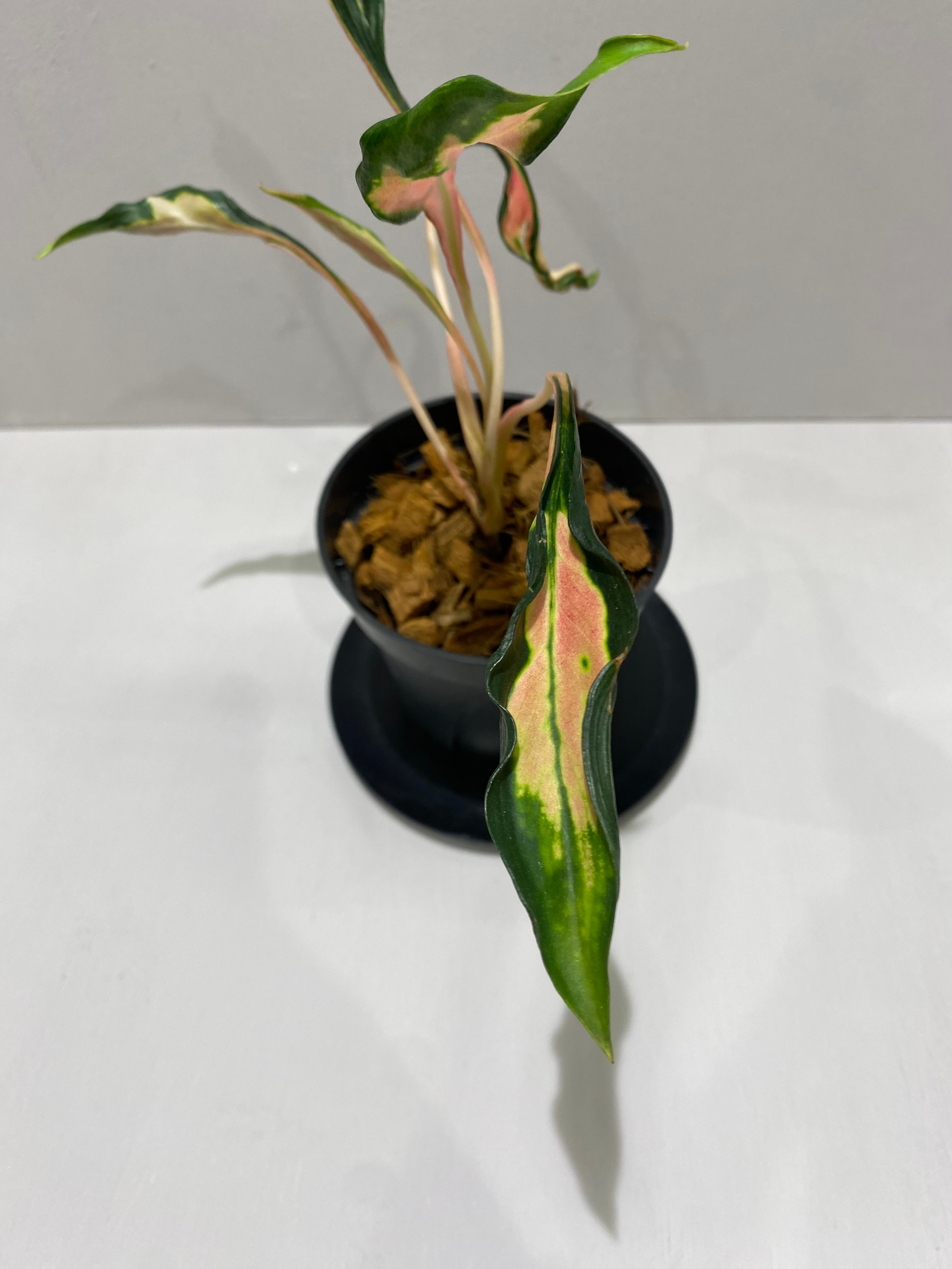 アグラオネマ メデューサ Aglaonema Medusa | BHMS GARDEN STORE