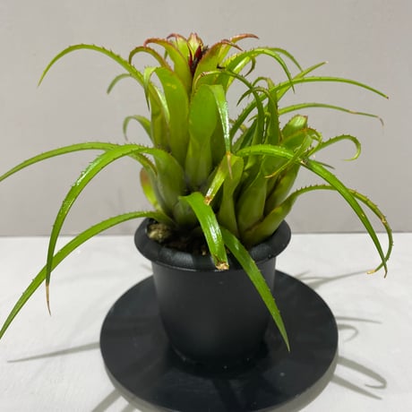 aechmea | STORES