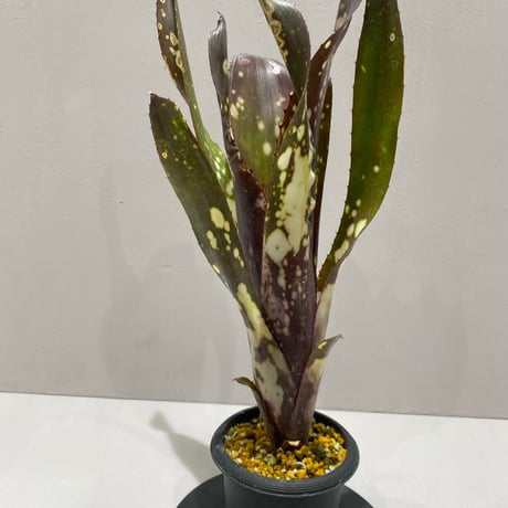 まぉん Billbergia A I x T など3点 ビルベルギア | STORES