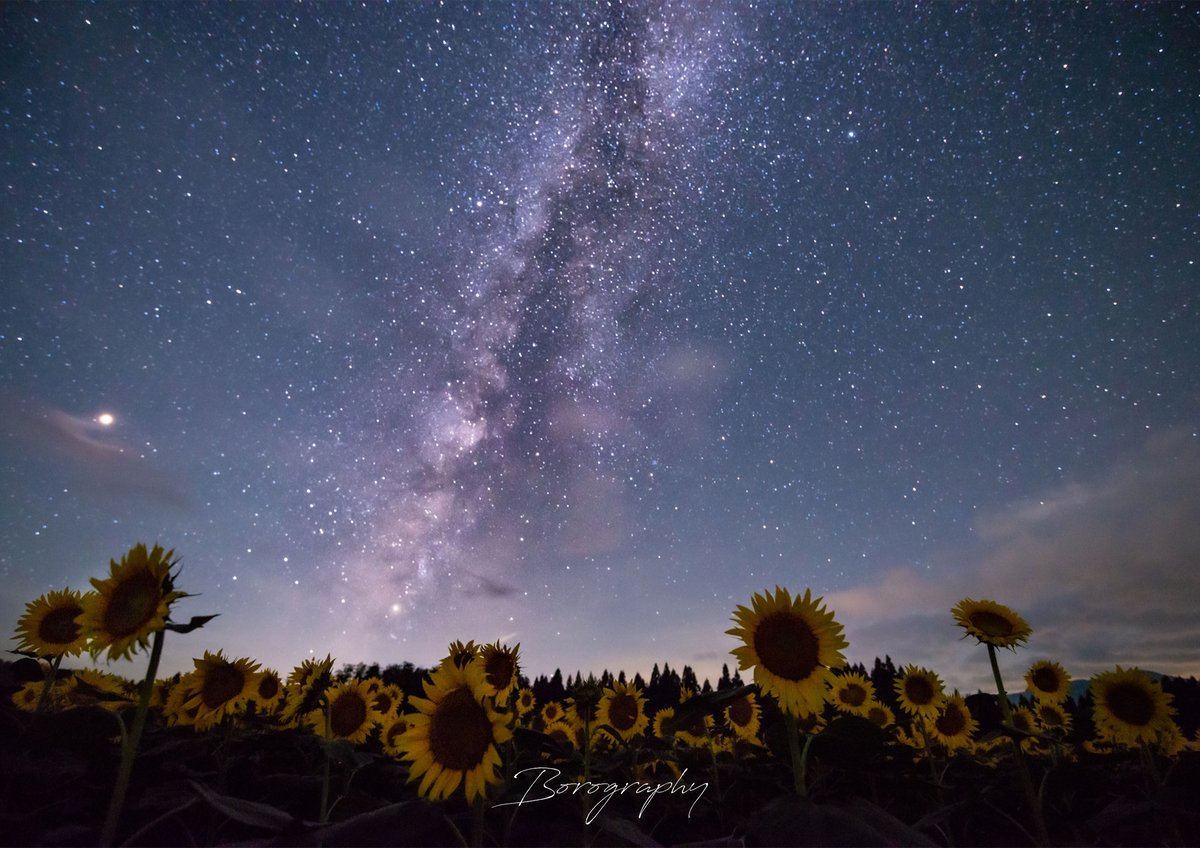 ビワハイジ写真パネル ひまわり畑 天の川 A3 Size | Borography STORE