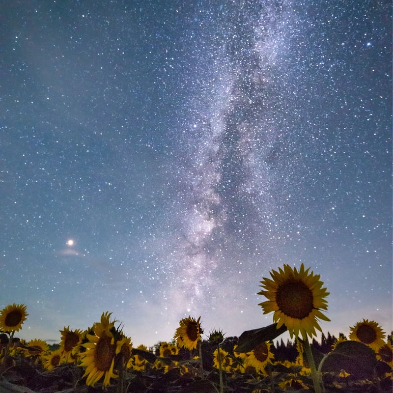 ひまわり畑 天の川 縦 A2 Size | Borography STORE