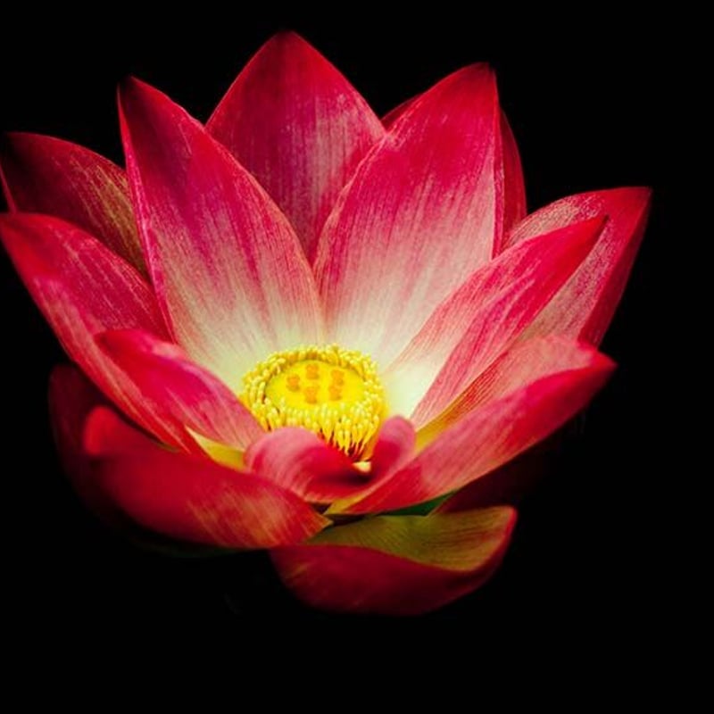 Aloha Vacations】Exotic Fruit Flavor | MANDALA