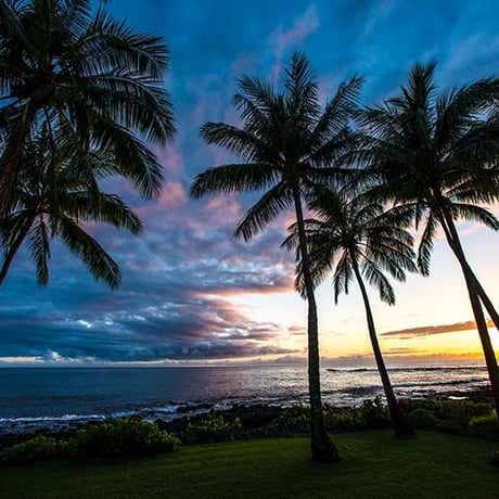 【Aloha Vacations】Exotic Fruit Flavor
