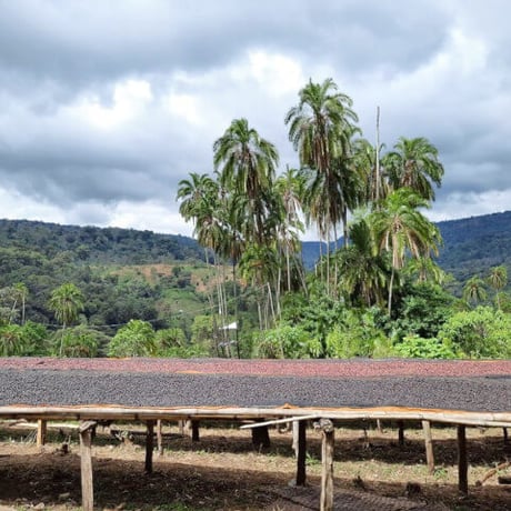 【Guji, Ethiopia, Natural 】 ※ライト〜ミディアムロースト