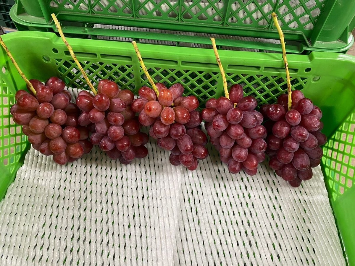 ☆規格外 クイーンルージュ 2kg箱 4房〜5房 ☆9月上旬から