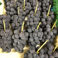 クール便☆種無し巨峰☆家庭用　３．６kg(７房～９房)☆9月上旬から発送☆