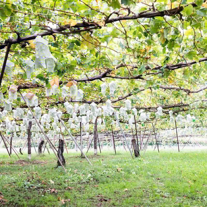 家庭用シャインマスカット 4kg箱 (7房～8房) ✖2箱☆9月下旬