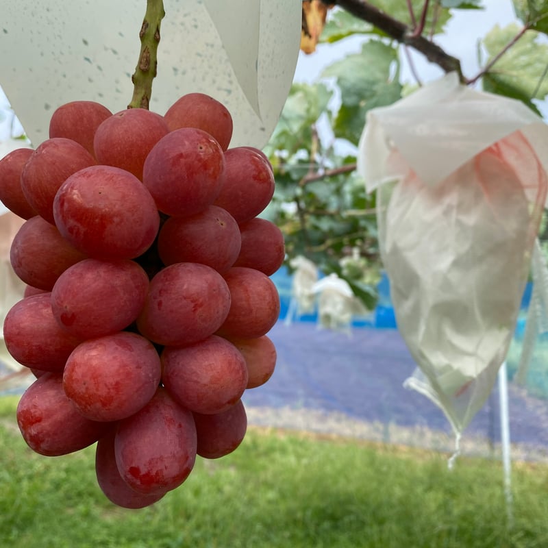 ☆長野県限定販売 ☆クイーンルージュ 2kg箱 4房〜5房 ☆9月