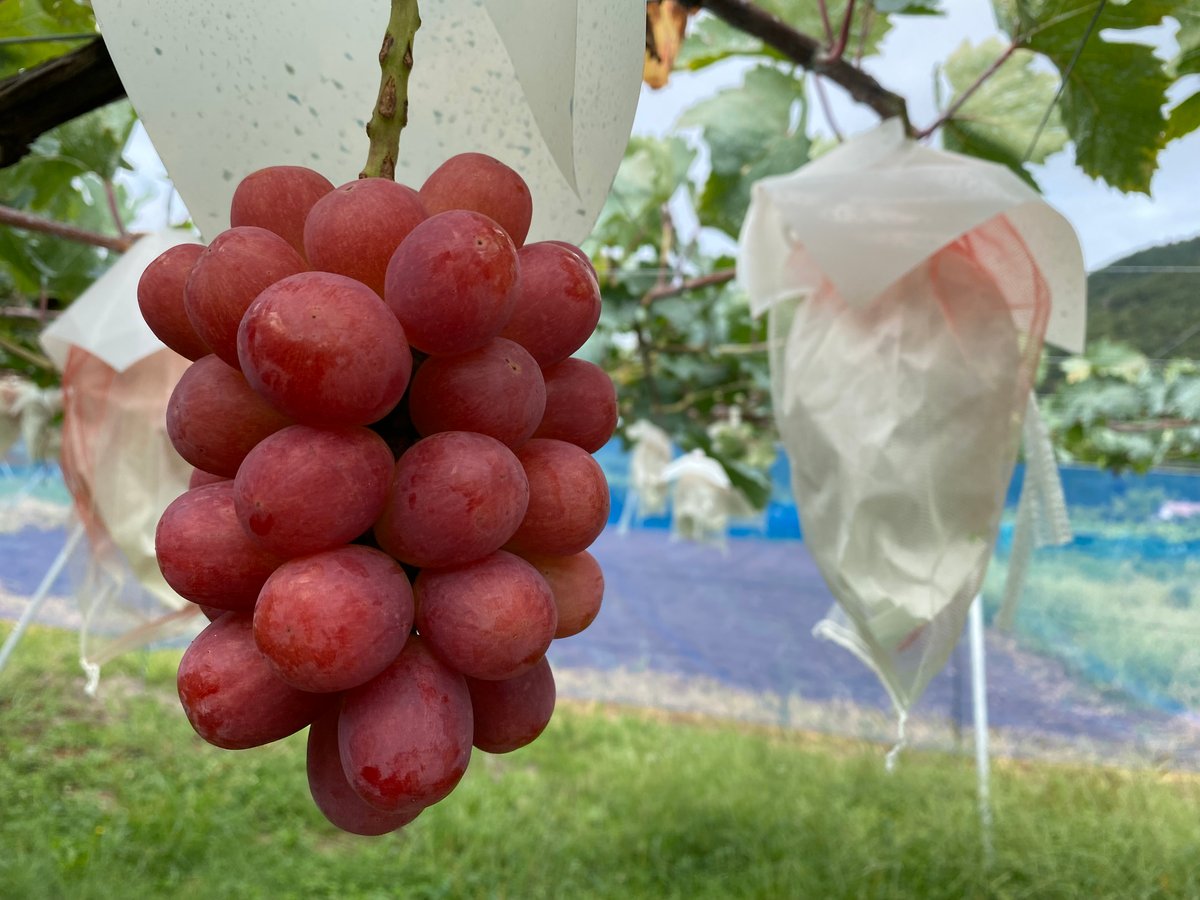 ☆長野県限定販売 ☆クイーンルージュ 1kg箱 2房 ☆9月中旬