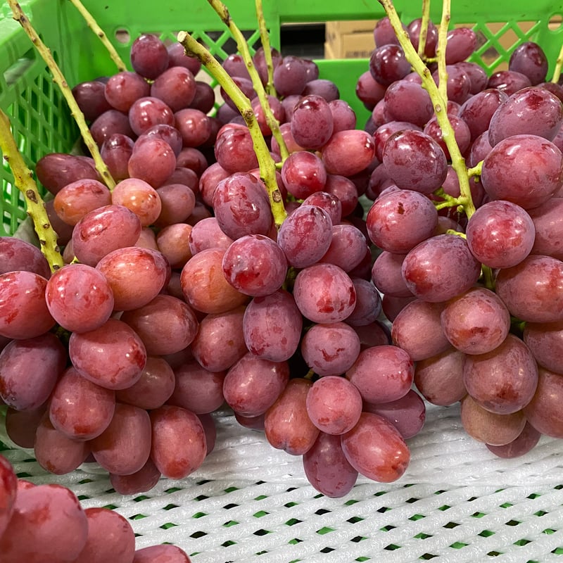 小粒クイーンルージュ⭐︎２キロ　ご家庭用 ぶどう クイーンルージュ 家庭用 2キロ | やまみね農園