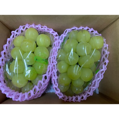クール便☆マスカサーティーン　１kg箱　８００g（２房）　種無し・皮ごと　☆９月中旬から発送☆
