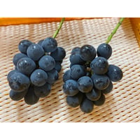 クール便☆ナガノパープル☆ ９００g（２〜３房）　☆9月上旬から発送☆