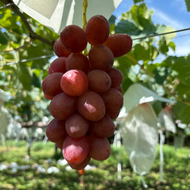 ☆規格外 クイーンルージュ 2kg箱 4房〜5房 ☆9月上旬から