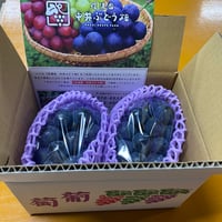 クール便☆種無し巨峰　8５0g　２房　☆9月上旬から発送☆