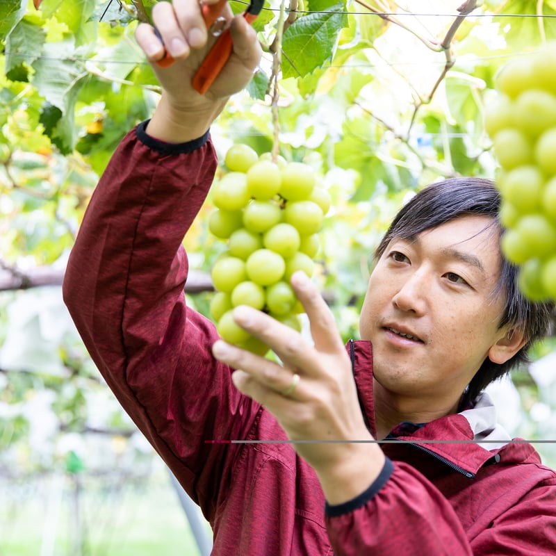 ☆ぶどう三姉妹！冷凍ぶどう☆ 溶かさず食べる！ ぶどう そのまんま