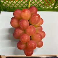 クール便☆サニードルチェ　８５０g ２房　種無し・皮ごと☆10月上旬から発送☆