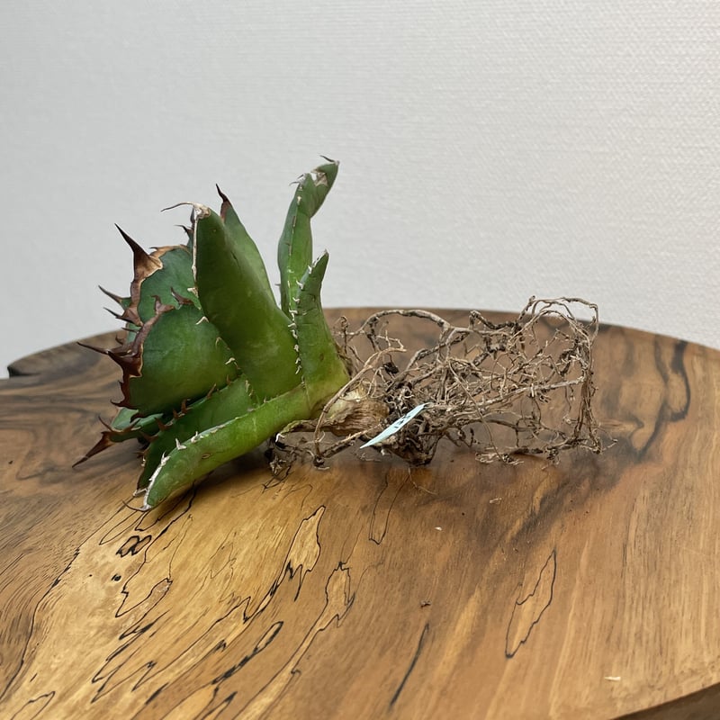 Agave titanota 中型 Agave titanota (from Espana) No.0125 PLANT'S L