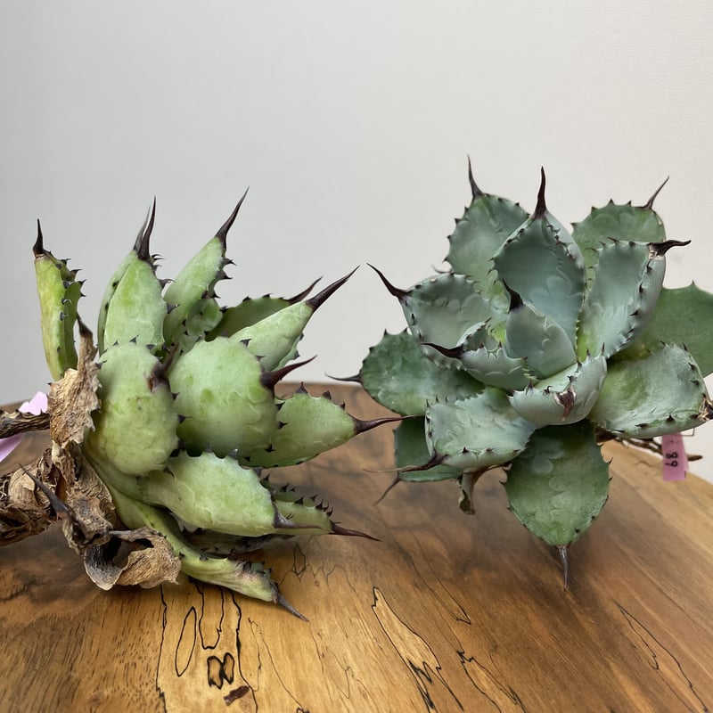 Agave 八荒雷神 (黒棘) No.0059 | MUNU