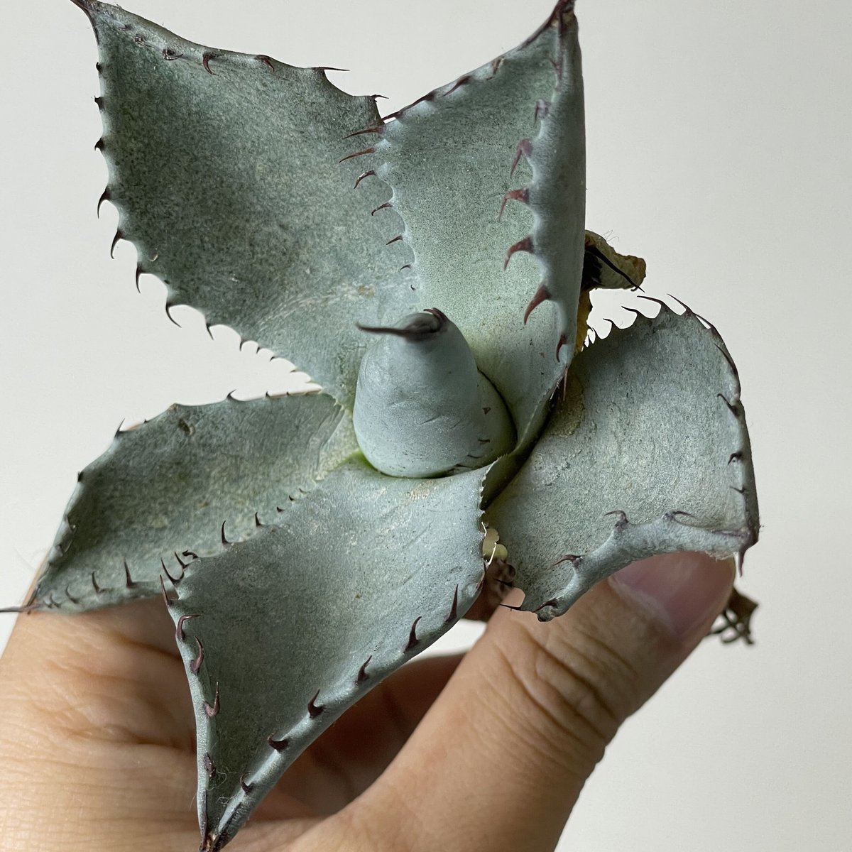 Agave potatorum 'Spawn' x Agave isthmensis) x