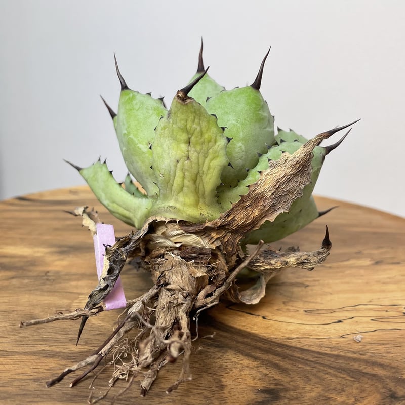 Agave 八荒雷神 (黒棘) No.0059 | MUNU