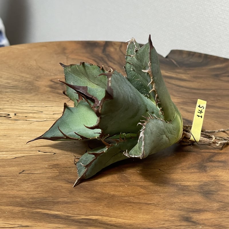 Agave oteroi (from Oaxaca) No. 0145 COYOTE PLAN