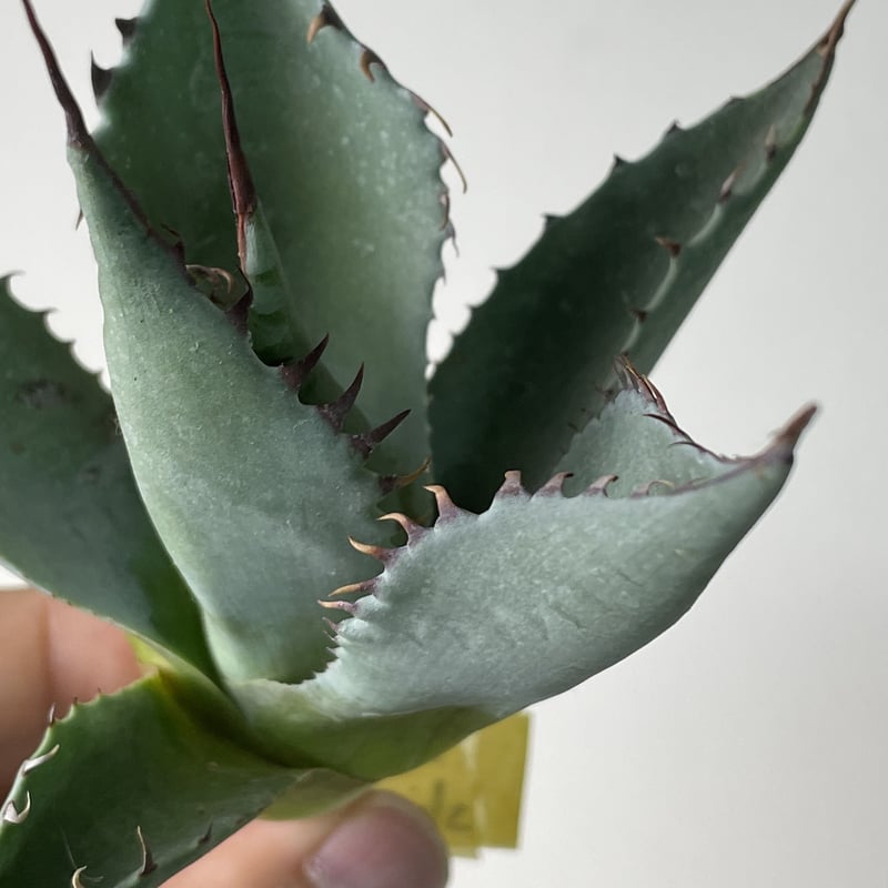 Agave shawii x Agave parrasana No.0459_3 | MUNU
