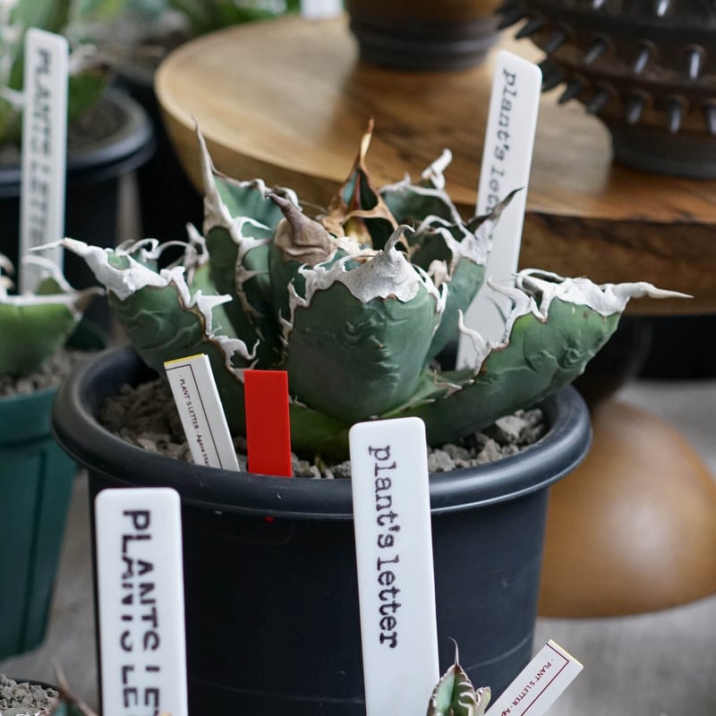 アガベ　チタノタ　オアハカベイビーズ　PLANTS LETTER 鉢ごと発送 アガベ チタノタ オアハカベイビーズ PLANTS LETTER 鉢ごと発送