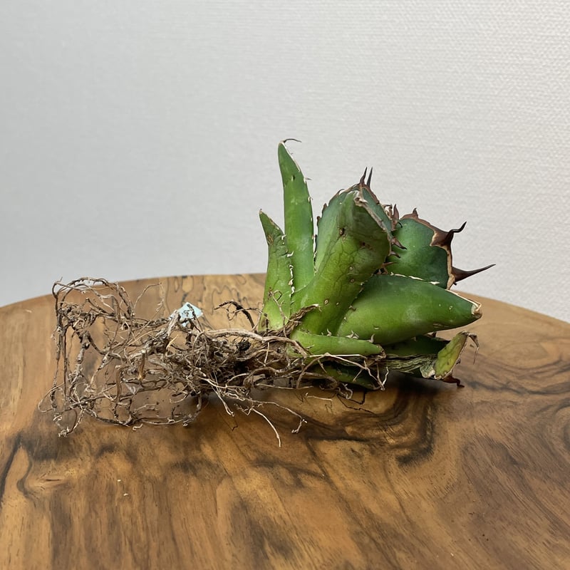 Agave titanota 中型 Agave Titanota Spades