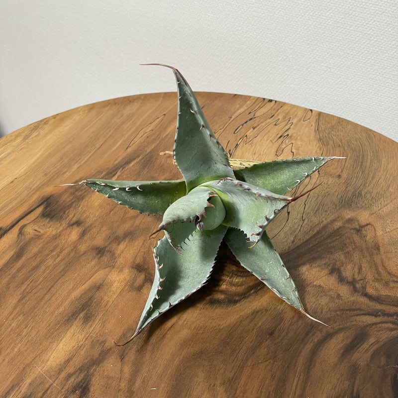 新品Mサイズ kaitlynSepia Agave Agave | SPG 'for sale'