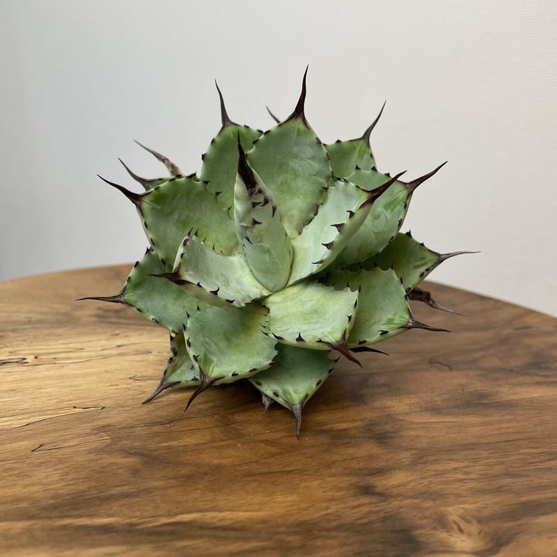 Agave 八荒雷神 (黒棘) No.0059 | MUNU Agave 八荒雷神 (黒棘) No.0059 | MUNU