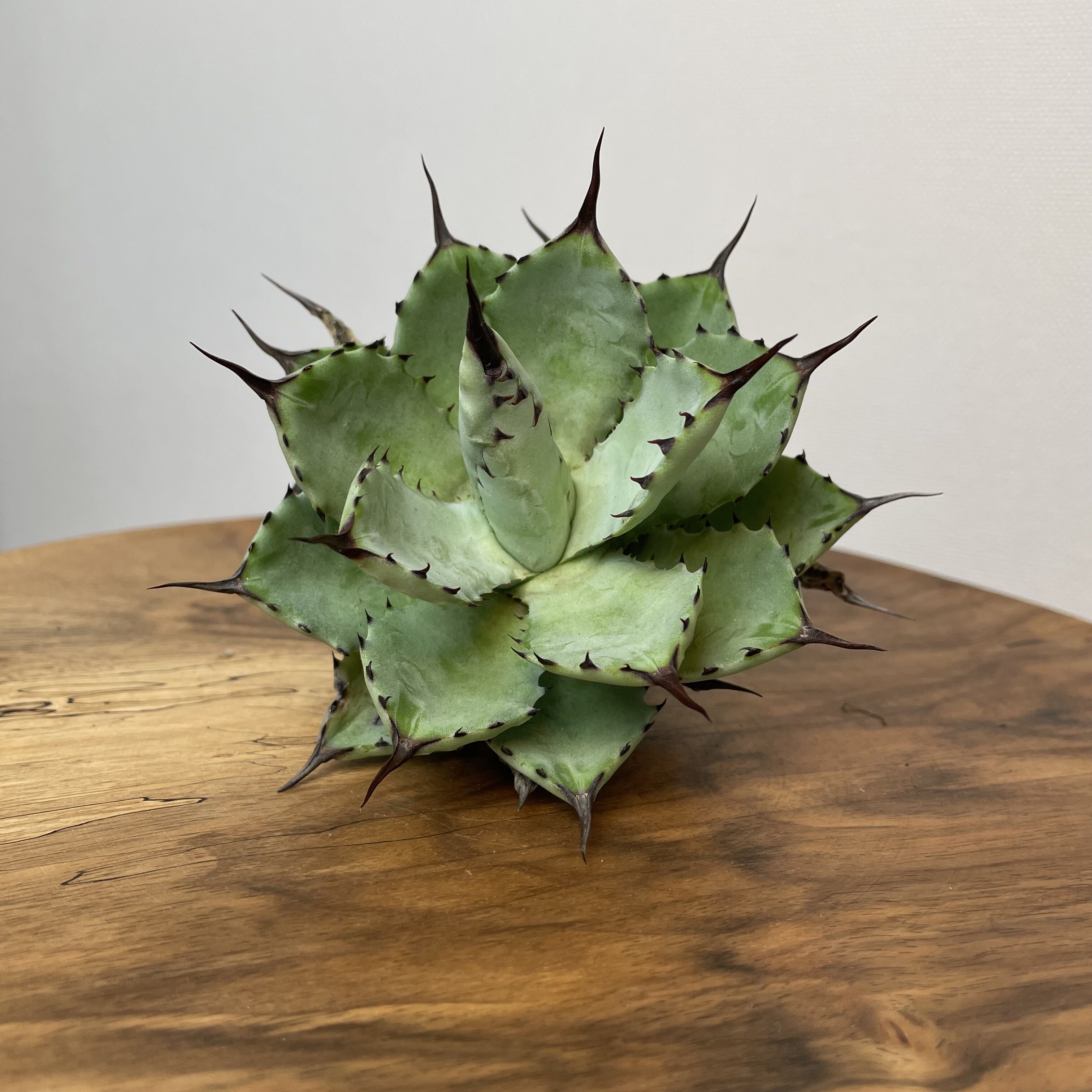 Agave 八荒雷神 (黒棘) No.0059 | MUNU